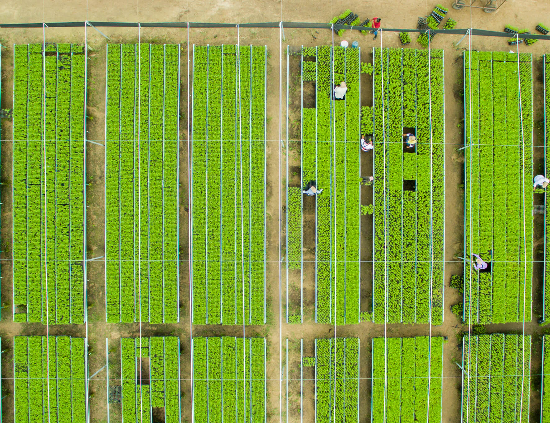 Plantaciones